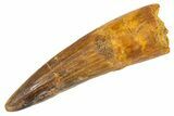 Fossil Spinosaurus Tooth - Real Dinosaur Tooth #305771-1